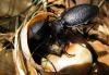 Carabus caelatus